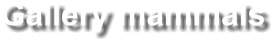 Gallery mammals