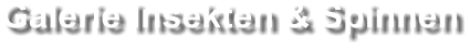 Galerie Insekten & Spinnen