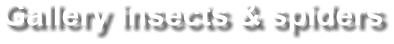 Gallery insects & spiders