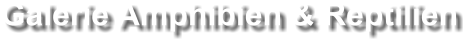 Galerie Amphibien & Reptilien